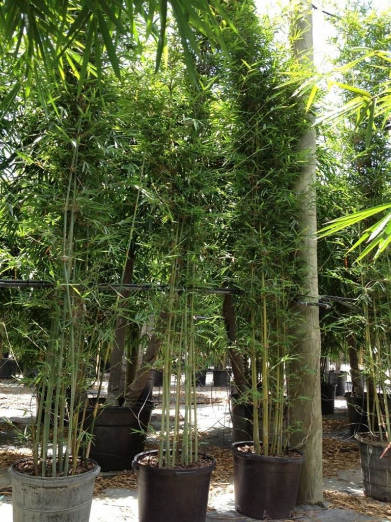 Tropical Blue Bambusa Chungii Palmco Wholesale Bamboo, Florida