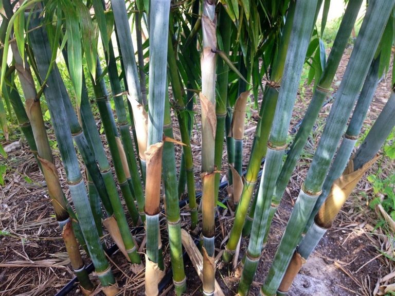 Tropical Blue Bambusa Chungii Palmco Wholesale Bamboo, Florida