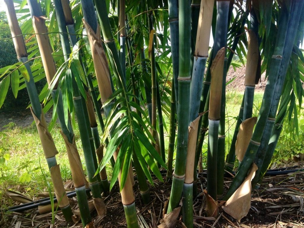 Tropical Blue Bambusa Chungii Palmco Wholesale Bamboo, Florida