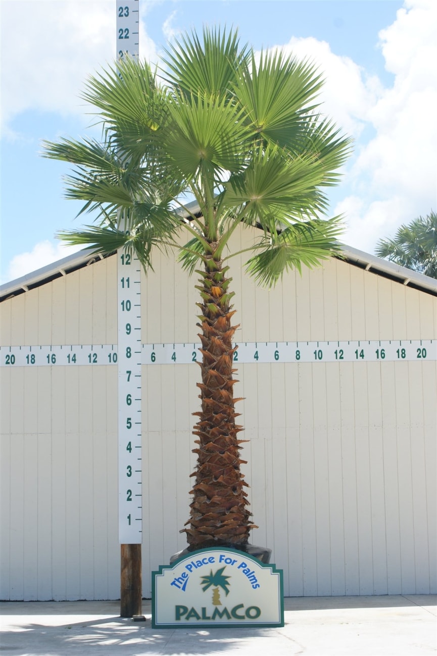 Washingtonia Palm Washingtonia Robusta Palmco - Wholesale Palms, Florida