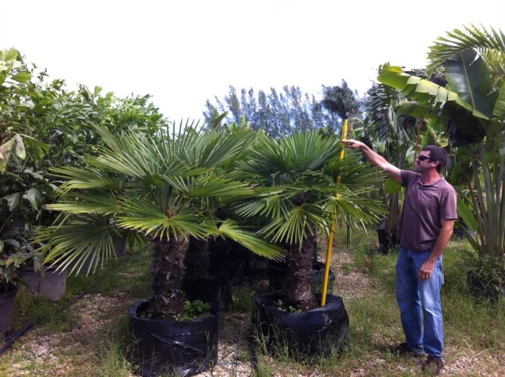 Windmill Palm Trachycarpus Fortunei Palmco Wholesale Palms, Florida