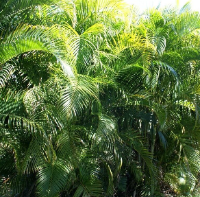 Areca Palm Trees for Sale