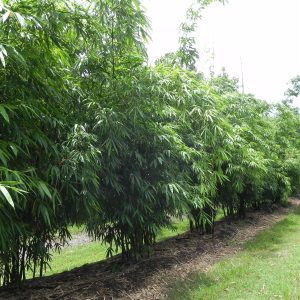 Bamboo Grower in Florida