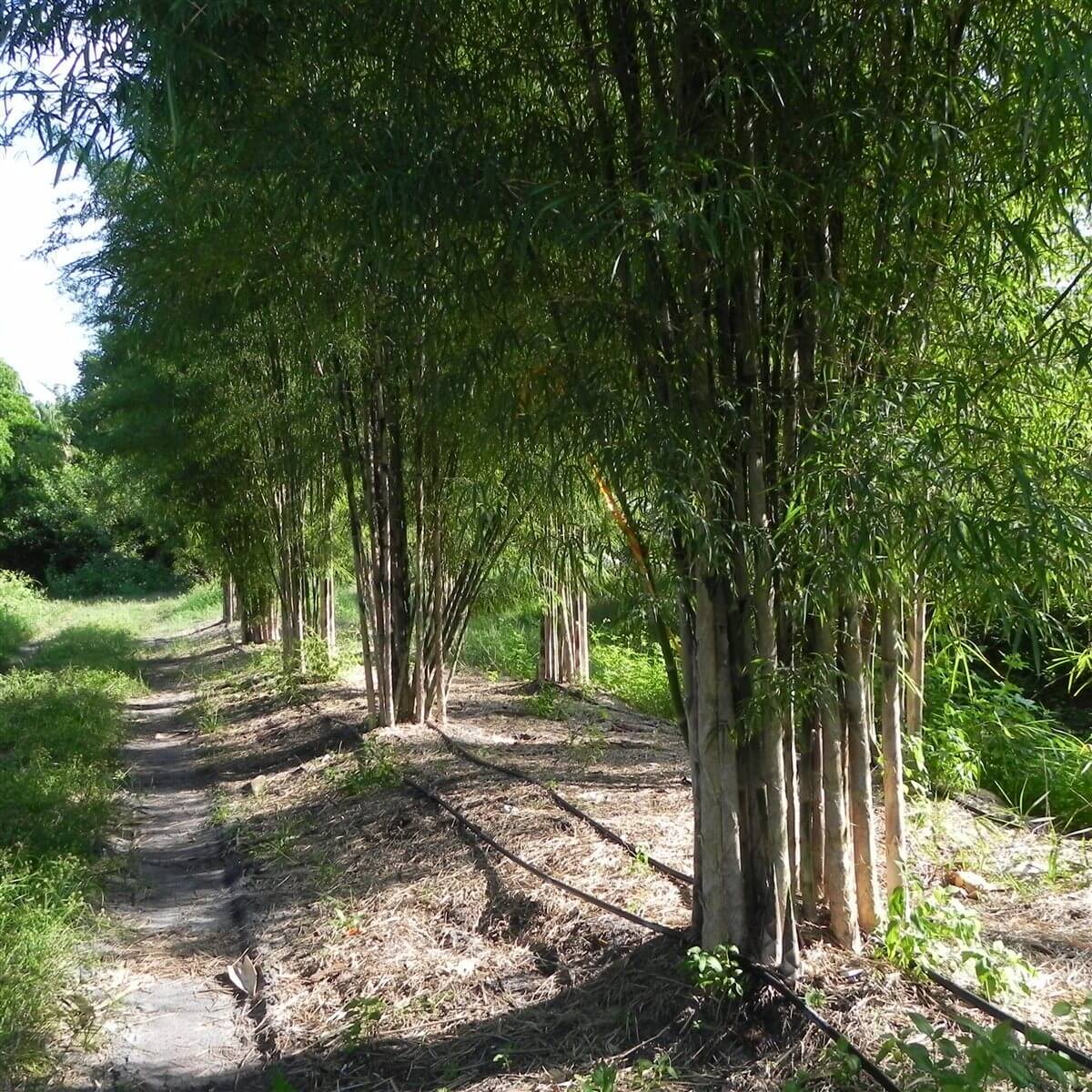 Bamboo Wholesale Near Me Palmco