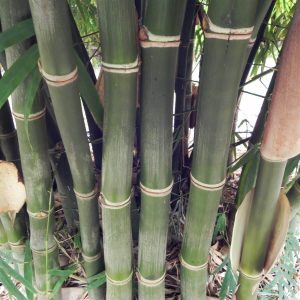 Bambusa Nana for Sale