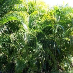 Clearwater Palm Tree Nursery