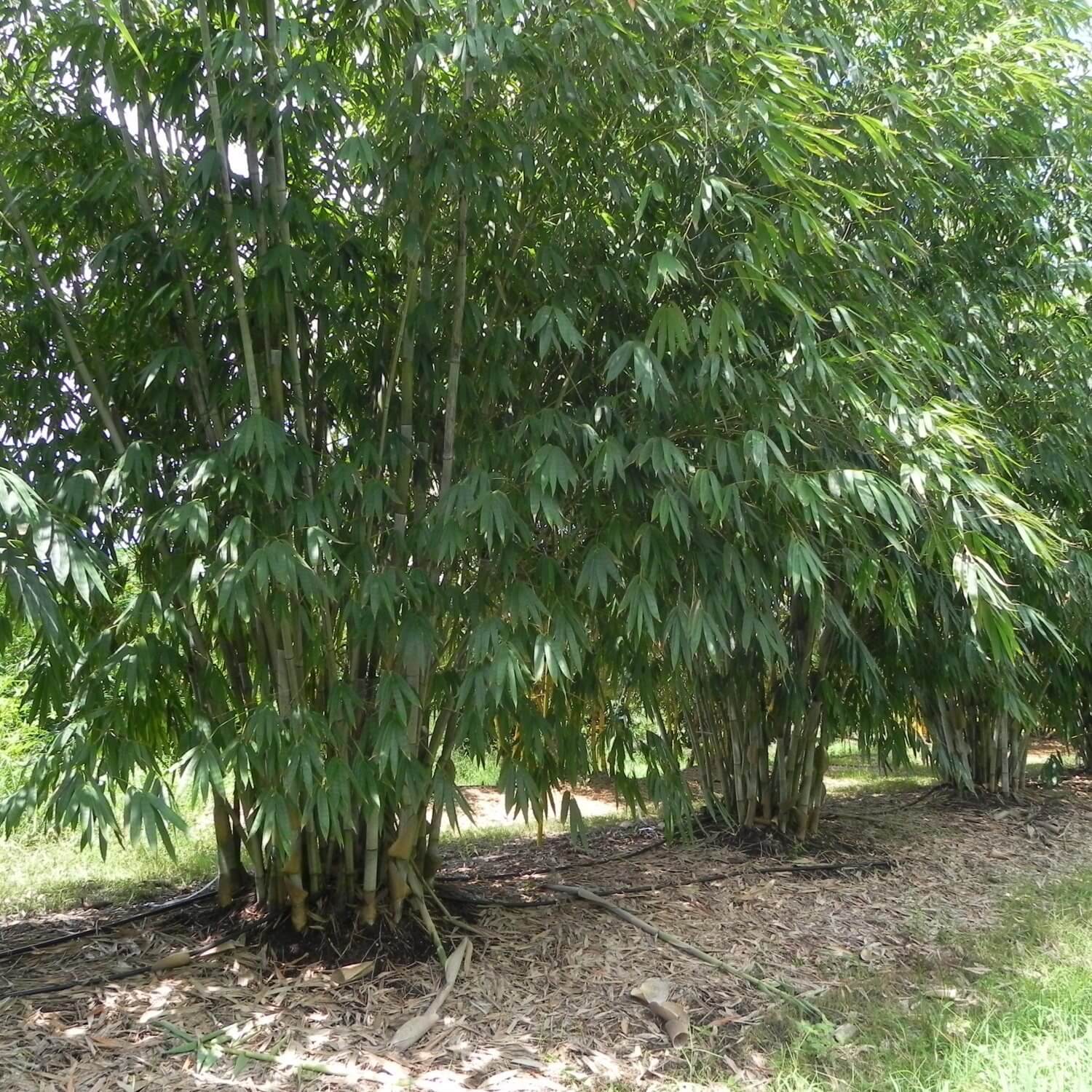Clumping Bamboo for Sale near Me | Palmco