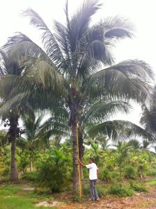 Coconut Palm Trees for Sale