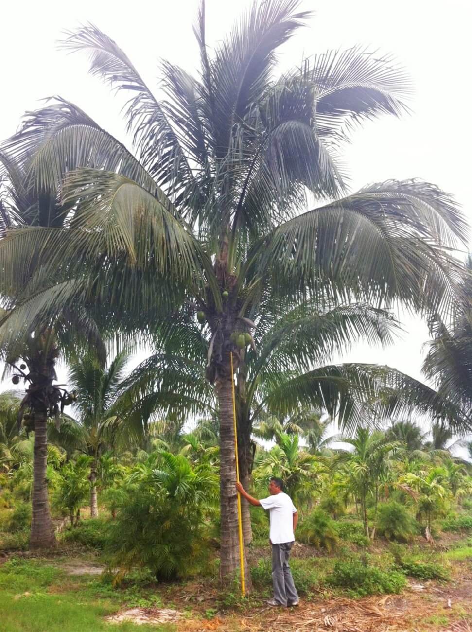 Coconut Palm Trees for Sale | Palmco