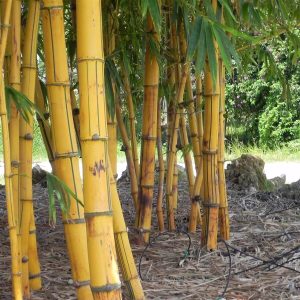 Doral Wholesale Bamboo