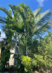 Dypsis Pembana Palm Trees for Sale