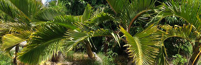 Affordable Seasonal Palms