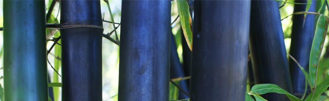 Bamboo Plants For Sale In Naples