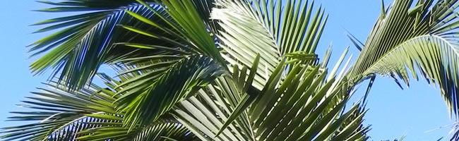 Cape Coral Palm Tree Nursery