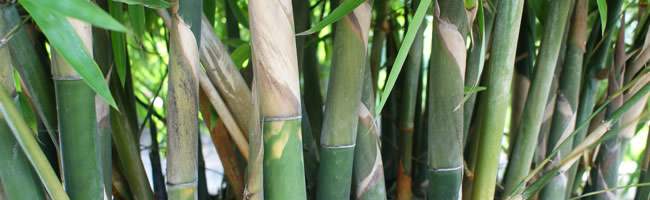 Choose Clumping Bamboo