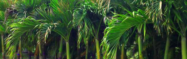 Double Palm Tree