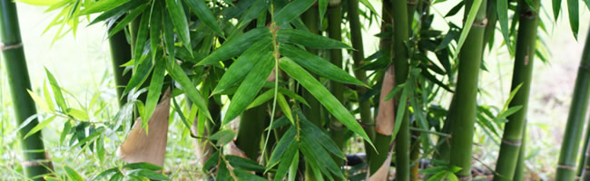 Fast Growing Clumping Bamboo 