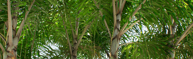Foxtail Palm Tree For Sale