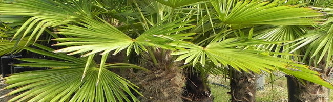 Jacksonville Palm Tree Nursery