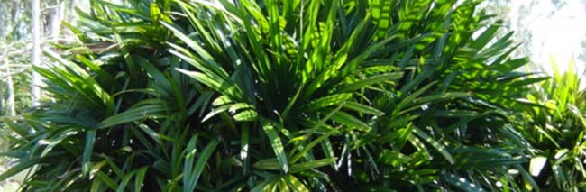 Lady Palm For Sale