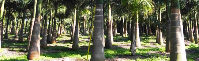 Miami Palm Tree Nursery
