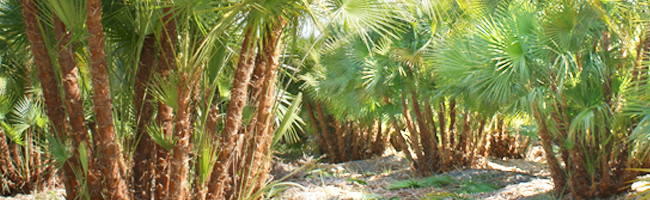 Orlando Palm Tree Nursery