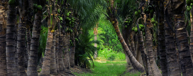 Palm Tree Farm