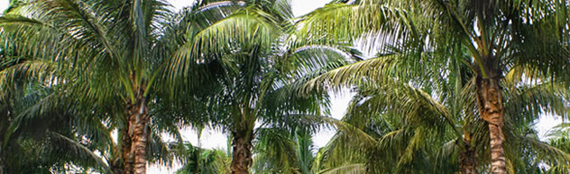 Sunrise Palm Trees For Sale