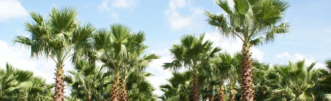 Washingtonia Palm Tree In Florida
