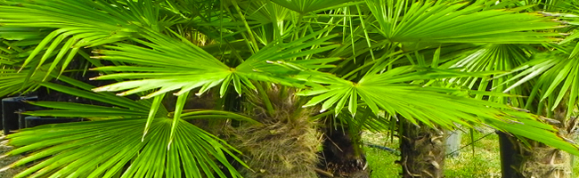 Wholesale Palm Trees Ashburn Virginia