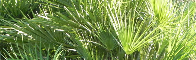 Are Palm Trees Drought Tolerant?