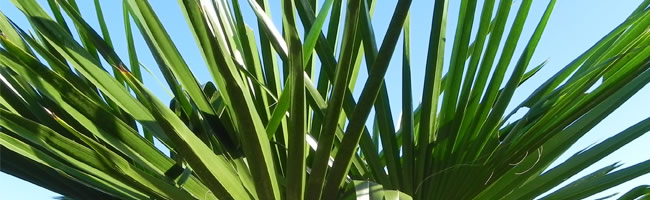 Areca Palms for Privacy