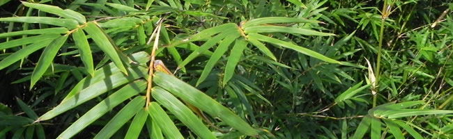 Bamboo Nursery Florida