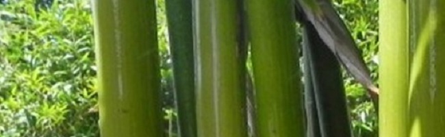 Bamboo Plants for Privacy Fence
