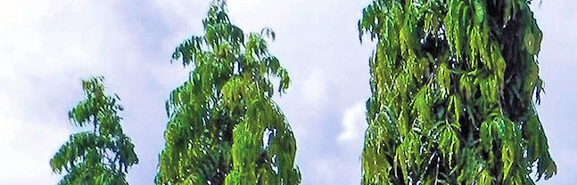 Bradenton Florida Mast Trees