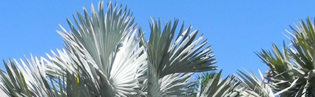 Buy Bismarckia Palm Trees in Florida