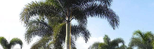 Buy Foxtail Palm Trees in Florida