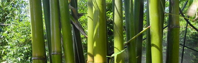Buy Graceful Bamboo in Florida