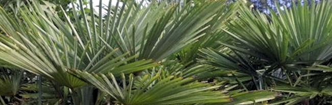 Canary Date Palm Care