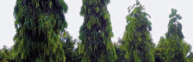Mast Trees Sanibel Island, Florida