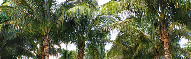 Palm Trees for Sale in Orlando, Florida