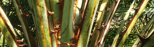 Roebelenii Palm Care
