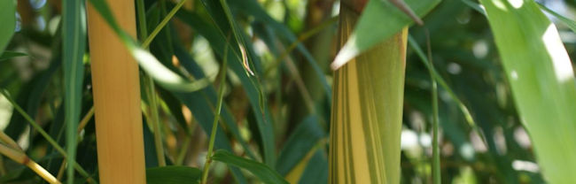 St. Augustine, FL Wholesale Bamboo Plants
