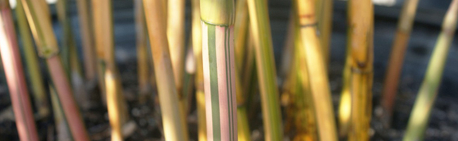 Types of Bamboo Plants