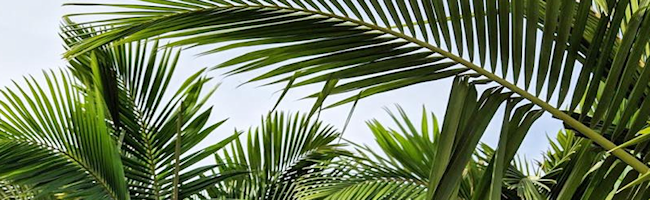 Wholesale King Alexander Palm Trees