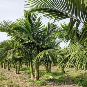 King Alexander Palm Trees Wholesale