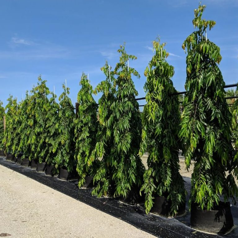 Mast Trees Naples, Florida Palmco