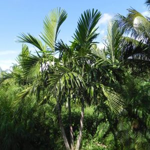 North Port Palm Tree Nursery