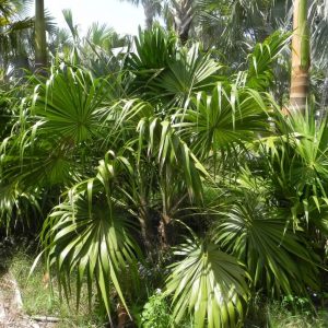 North Port Wholesale Palm Trees