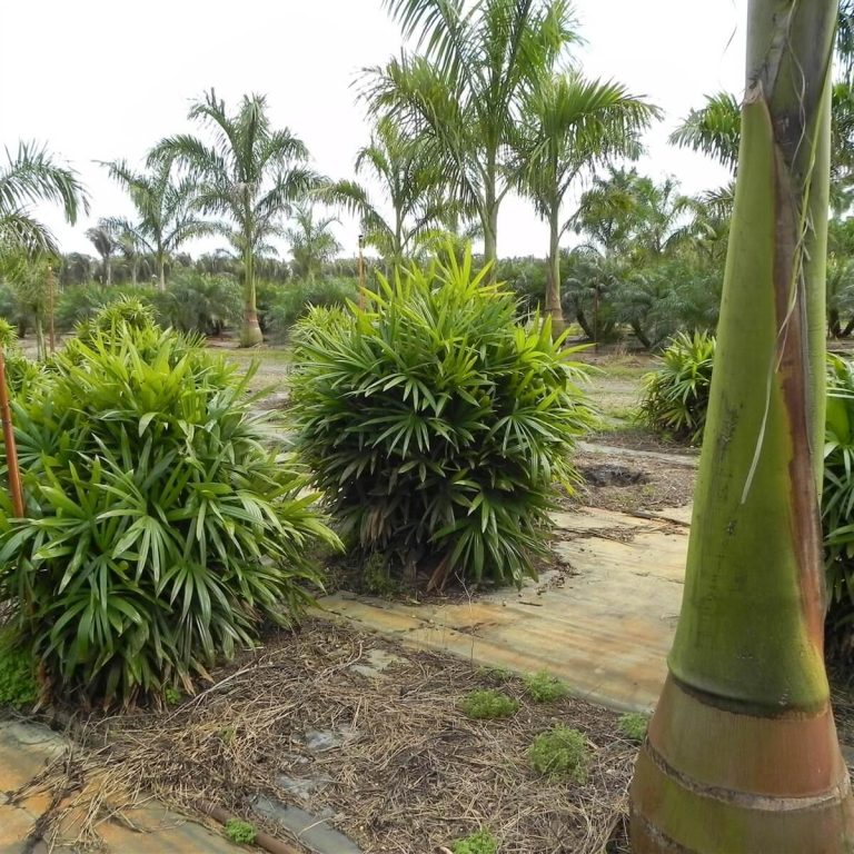 find-a-palm-tree-nursery-near-me-palmco